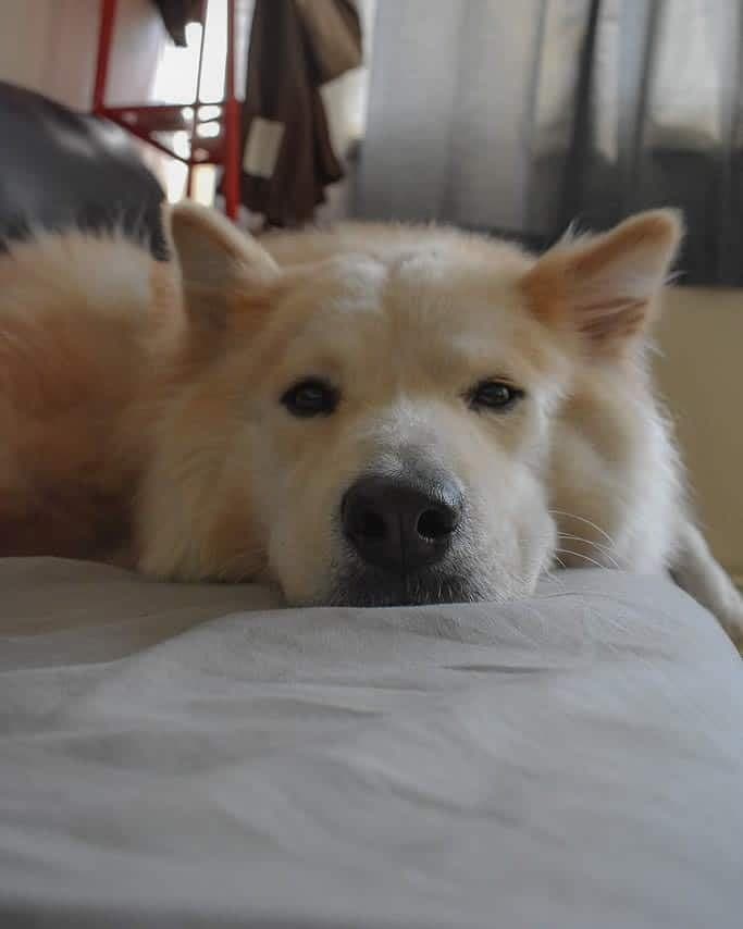 Husky mixed with Chow