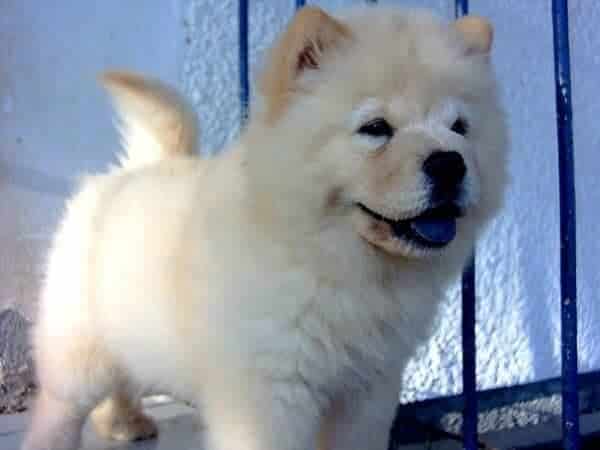 Chow chow shop x husky
