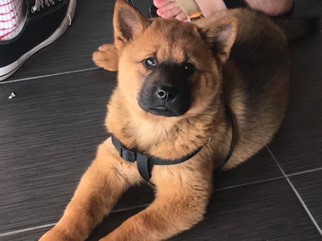 black chow husky mix