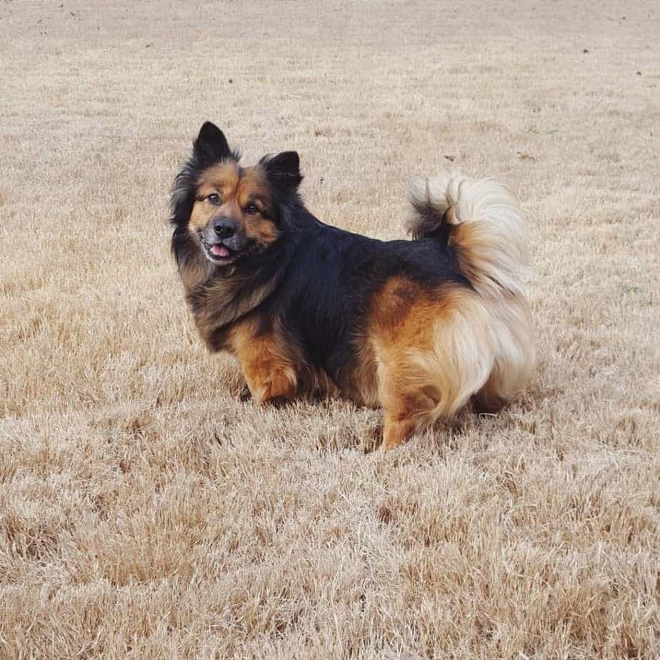 Corgi german shepherd mix