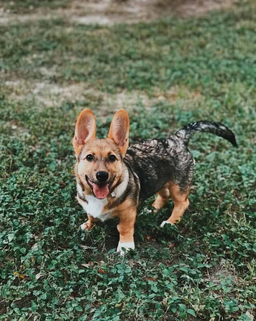 German Shepherd Corgi mix