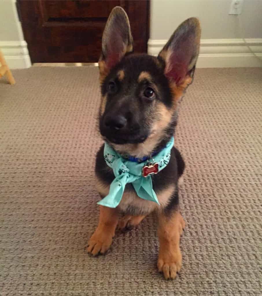 German shepherd corgi