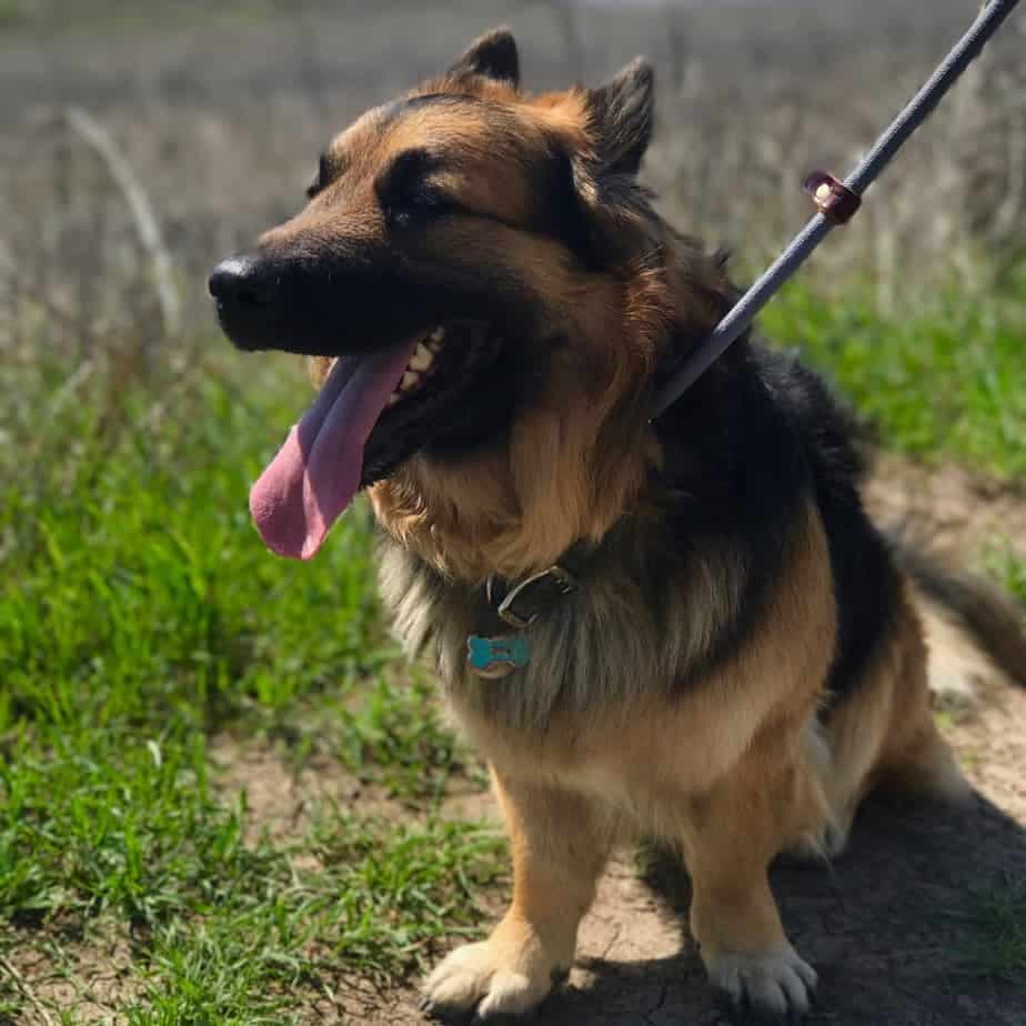 Corgi german shepherd