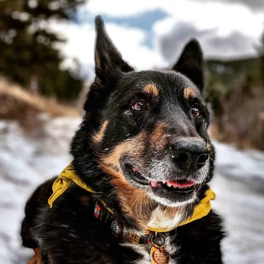 Corgi crossed with german shepherd