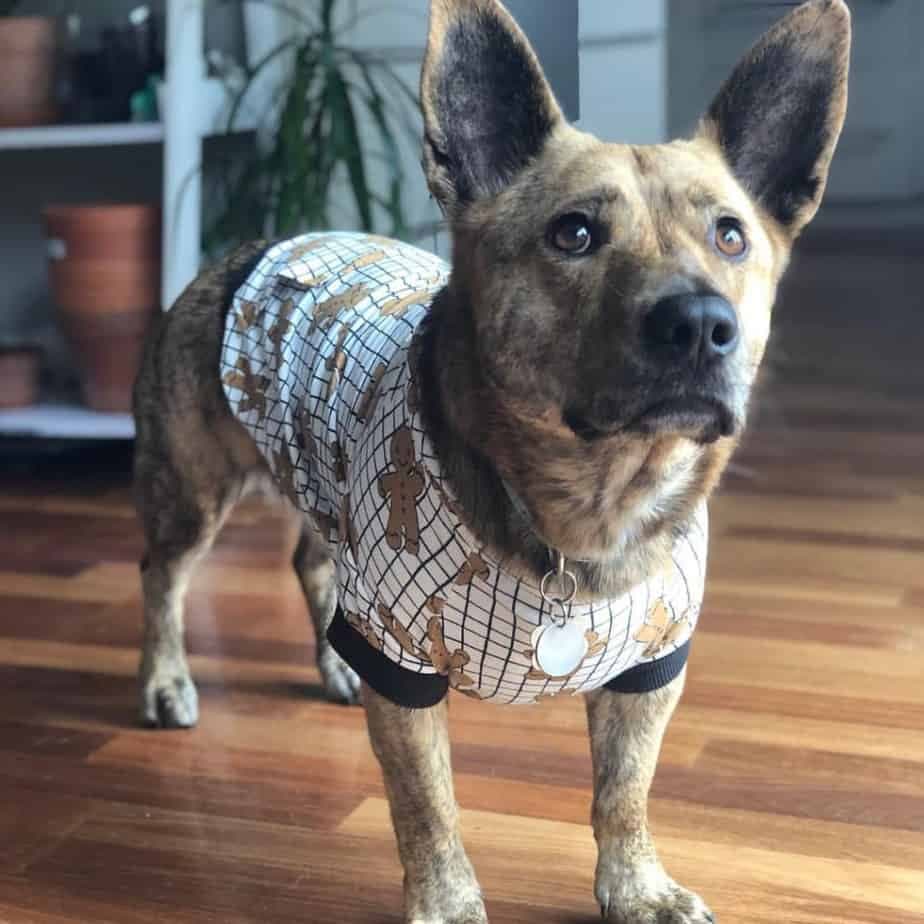 German Shepherd mixed with Corgi