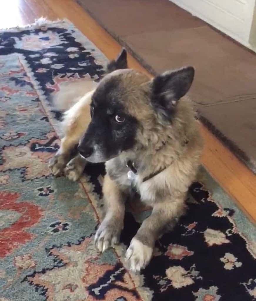 Corgi mixed with german shepherd