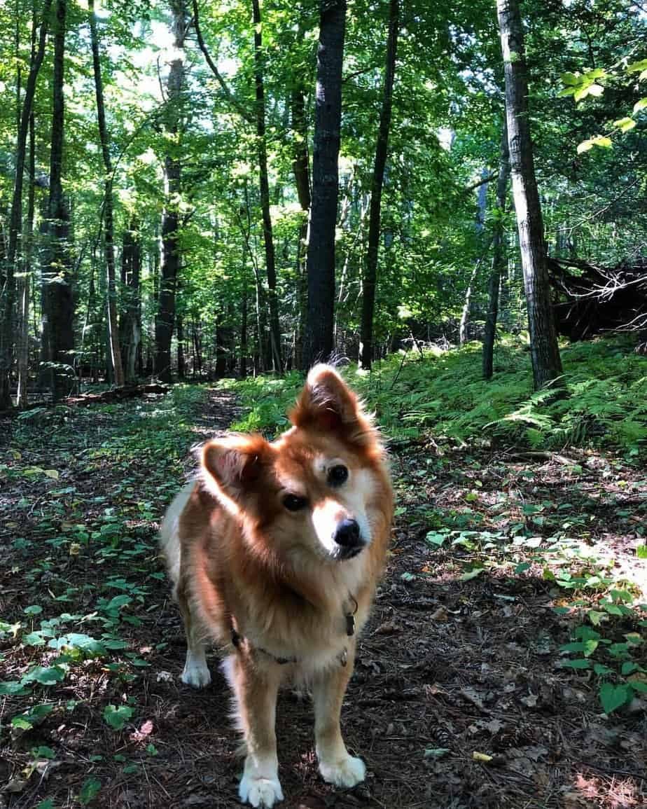 Corgi Golden Retriever rMix