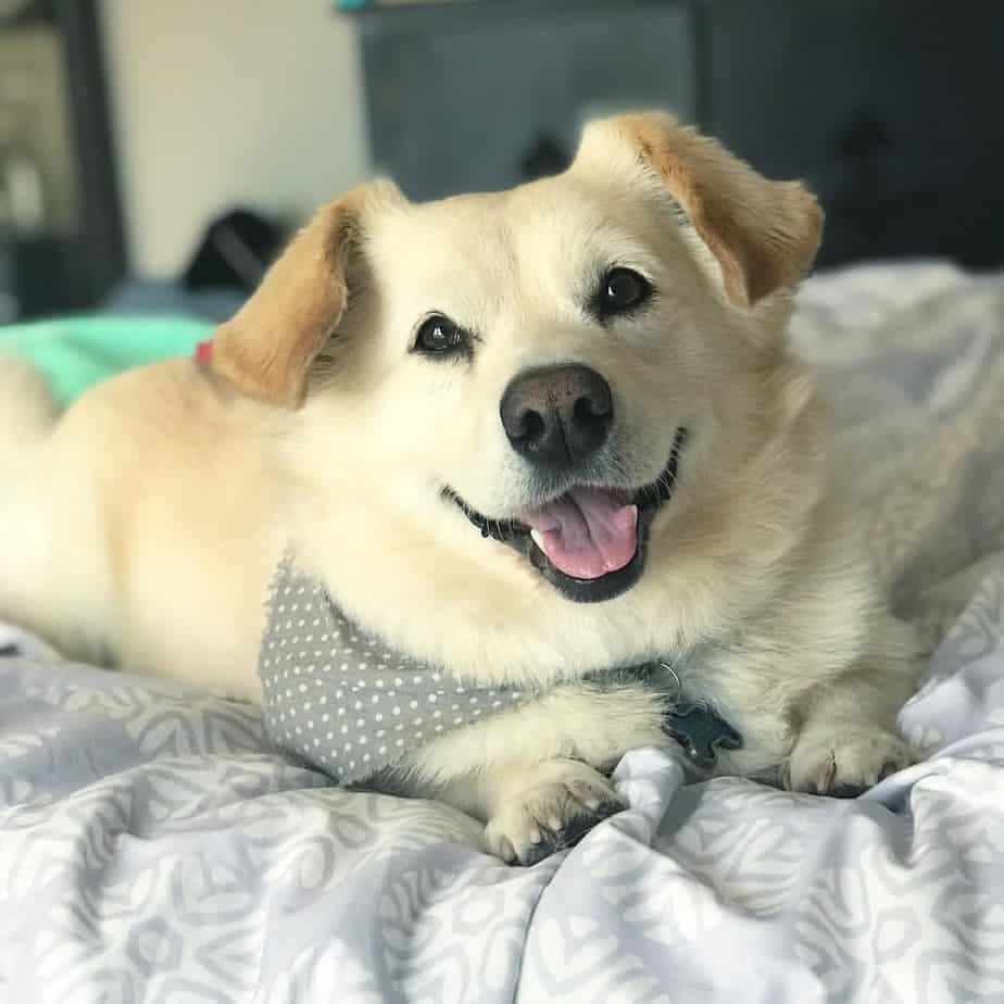 Golden retriever corgi mix