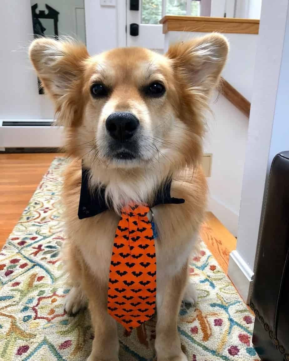 Golden Retriever Corgi