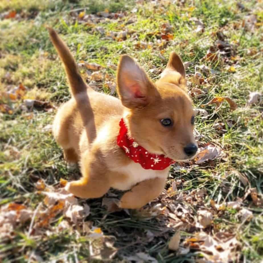 Corgi golden retriever