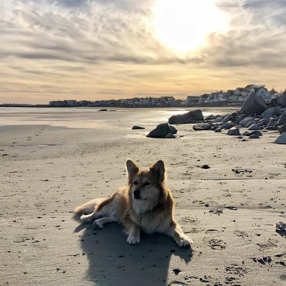 Corgi Retriever