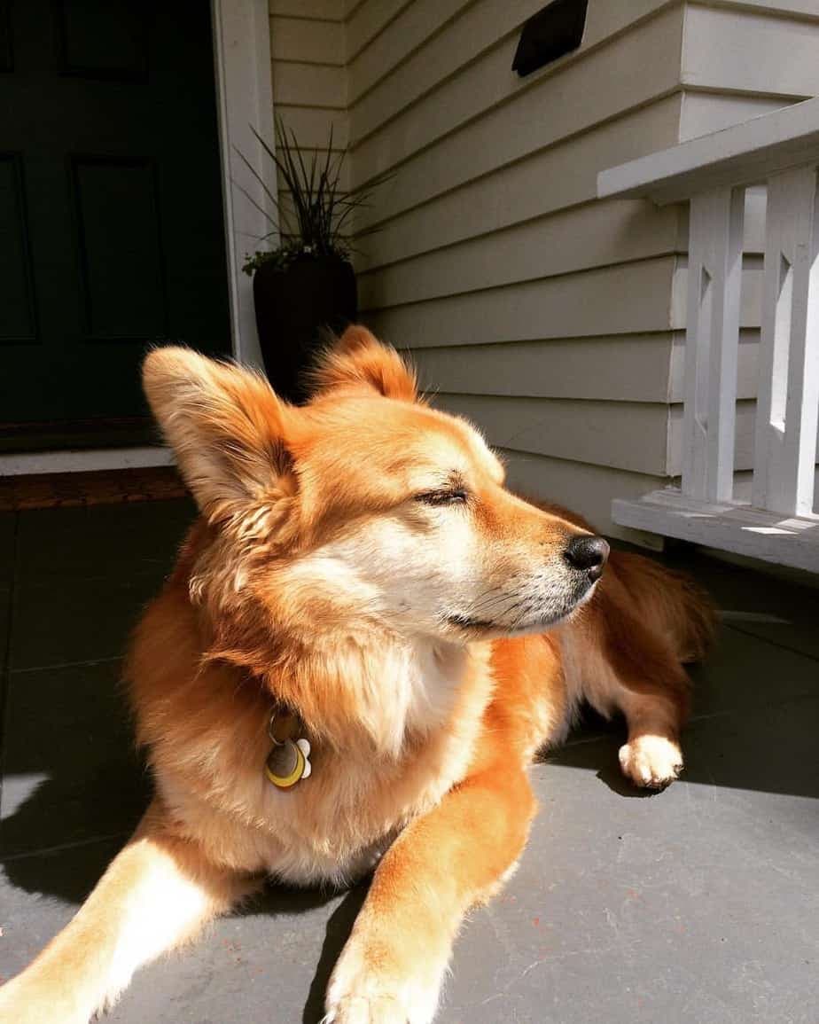 Corgi and golden retriever mix