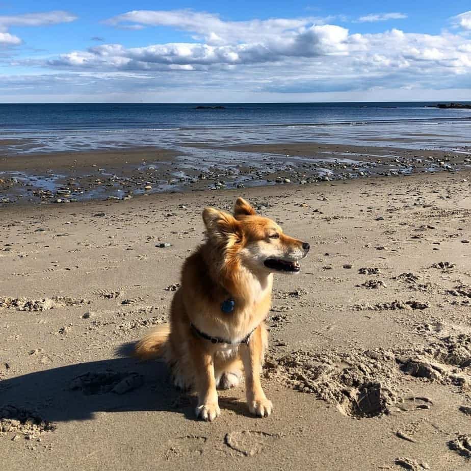 Golden Retriever and Corgi Mix