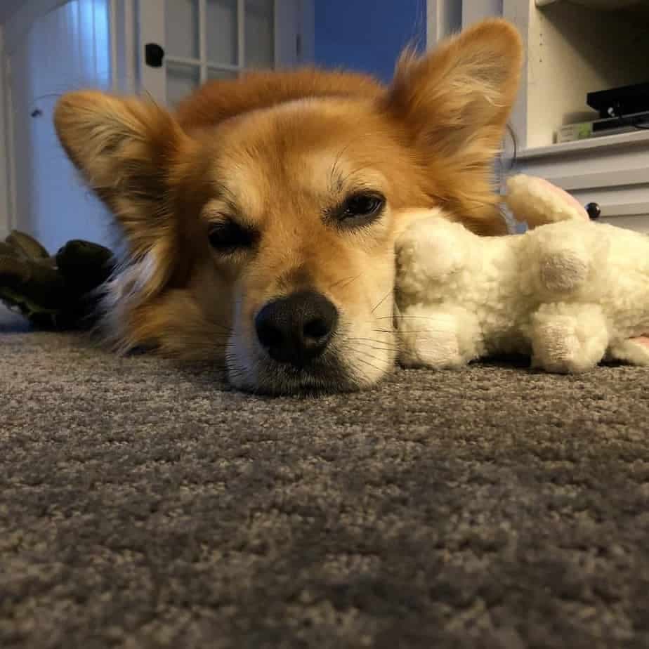 Half corgi half golden retriever