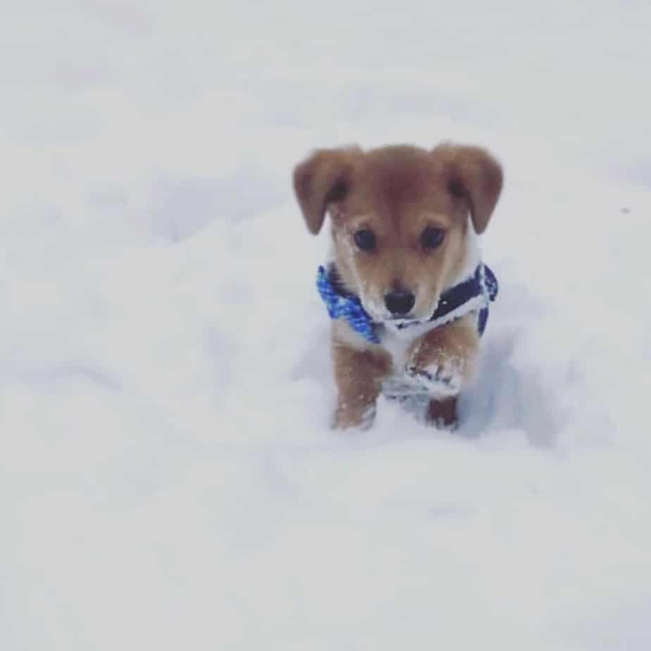 Corgi golden retriever mix puppies