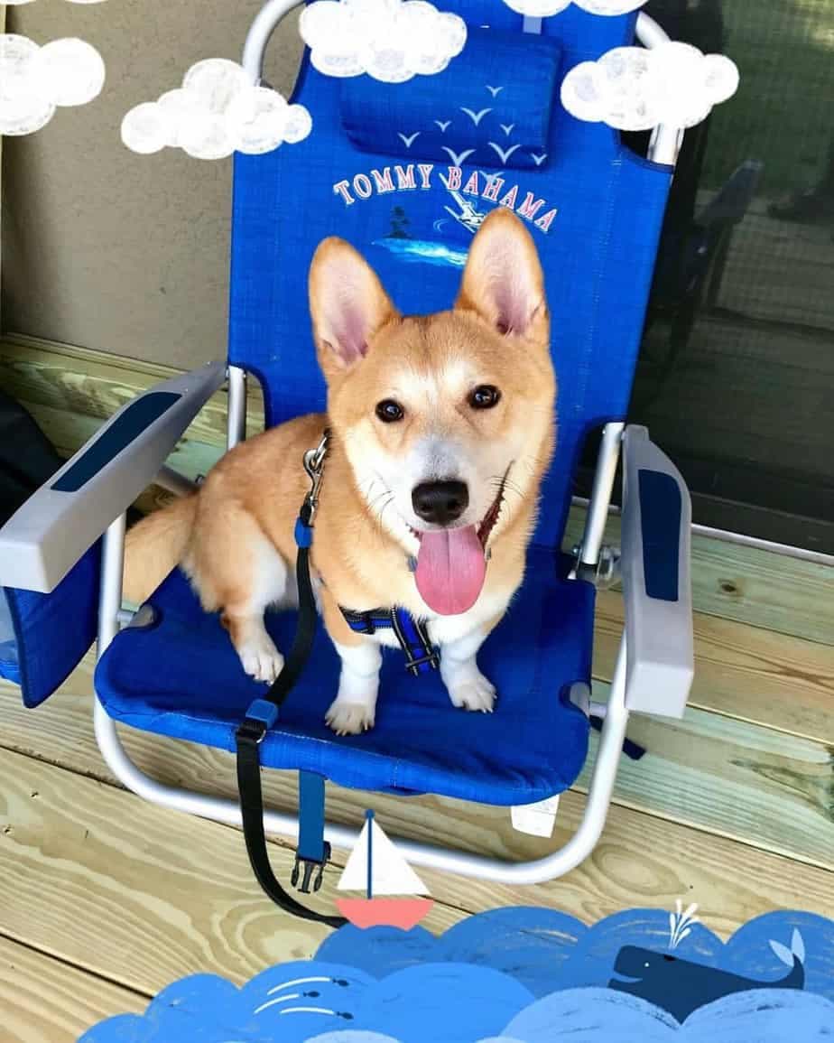 Corgi crossbred with Shiba Inu