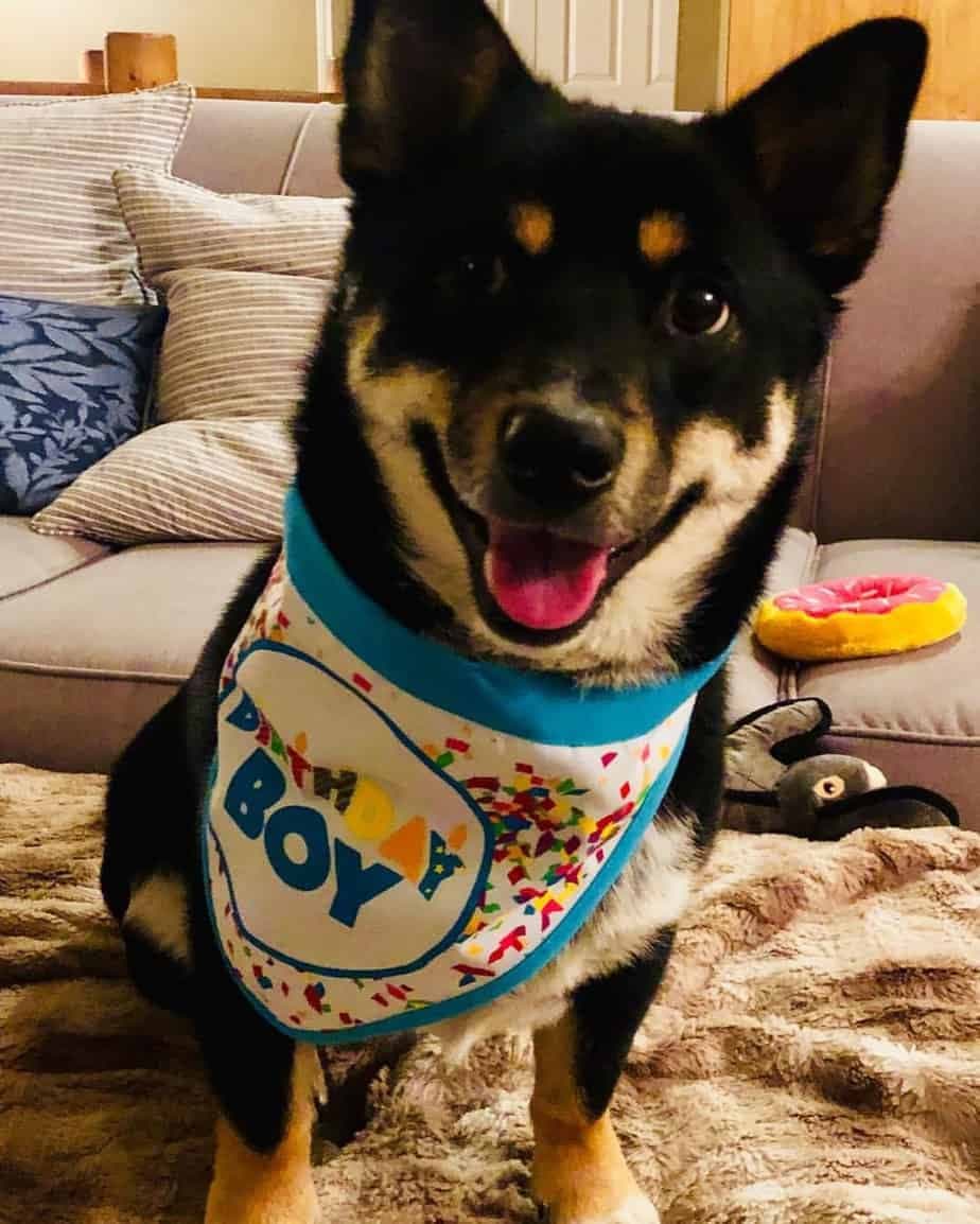 Shiba inu and deals corgi mix