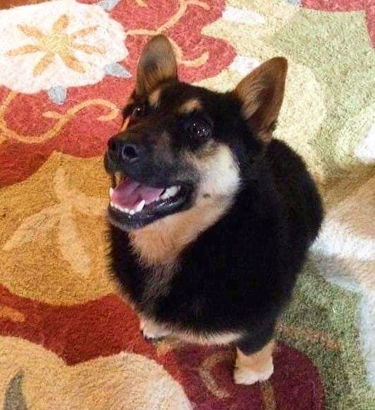 Corgi crossbred with Shiba Inu