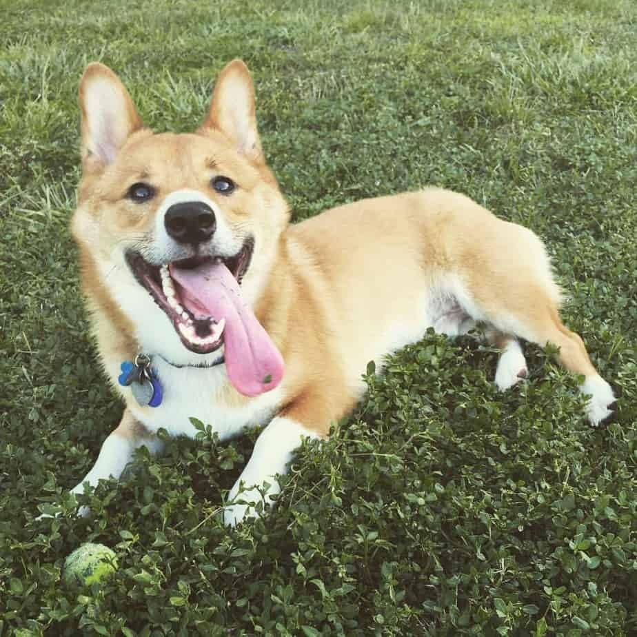 Shiba inu crossbred with corgi