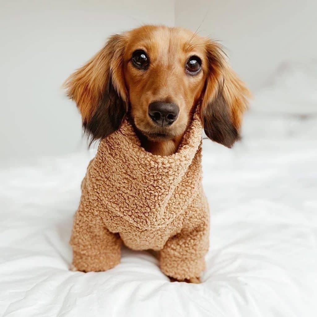 Dachshund back problems: warning signs and treatment