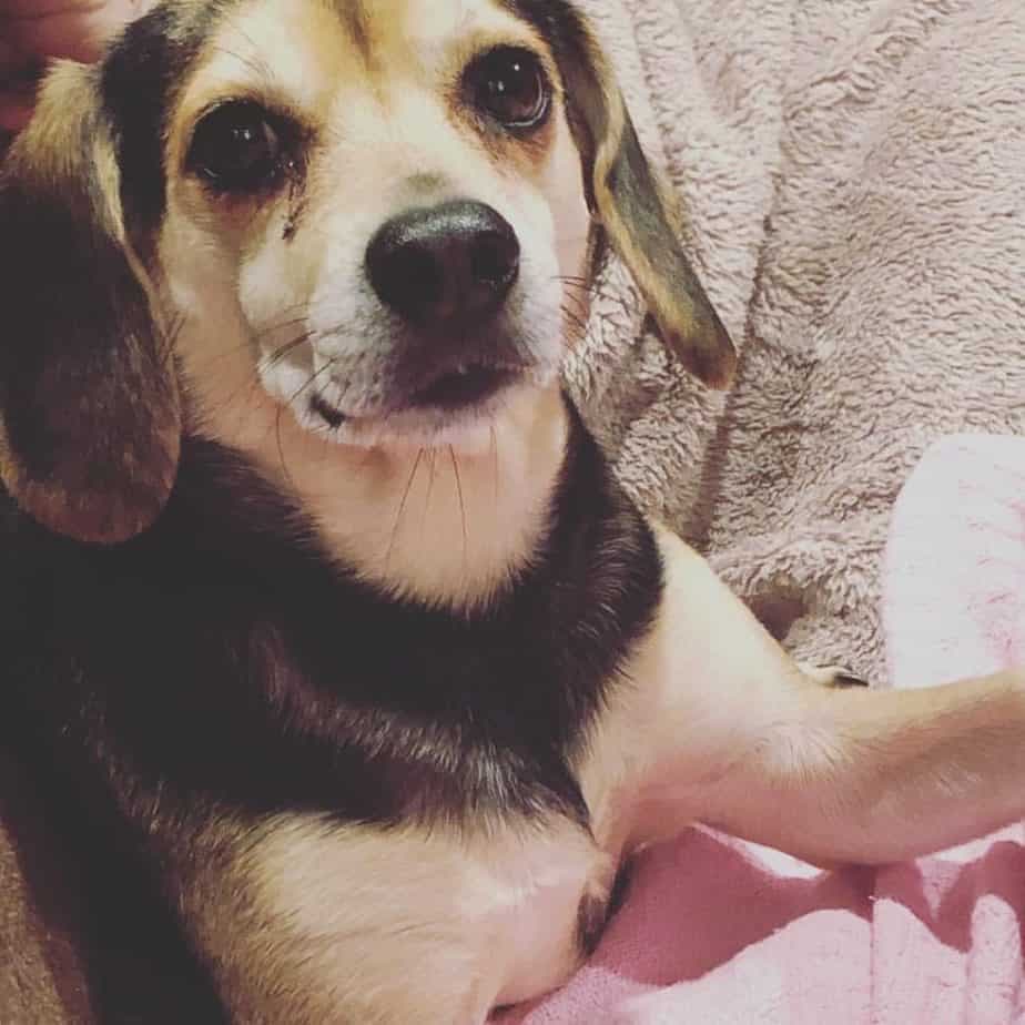 Beagle Dachshund Mix