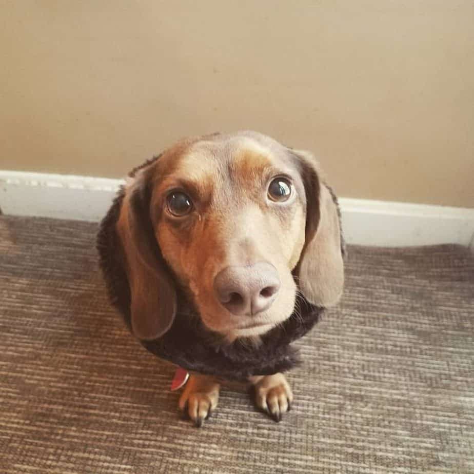 Beagle dachshund mix