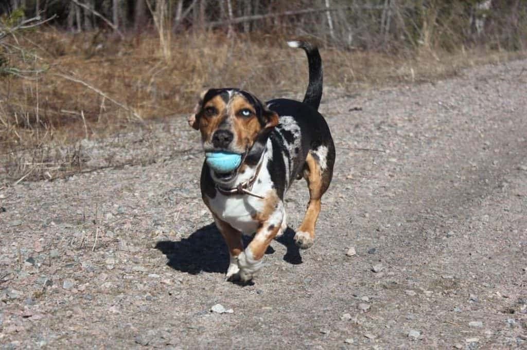 Beagle dachshund cross