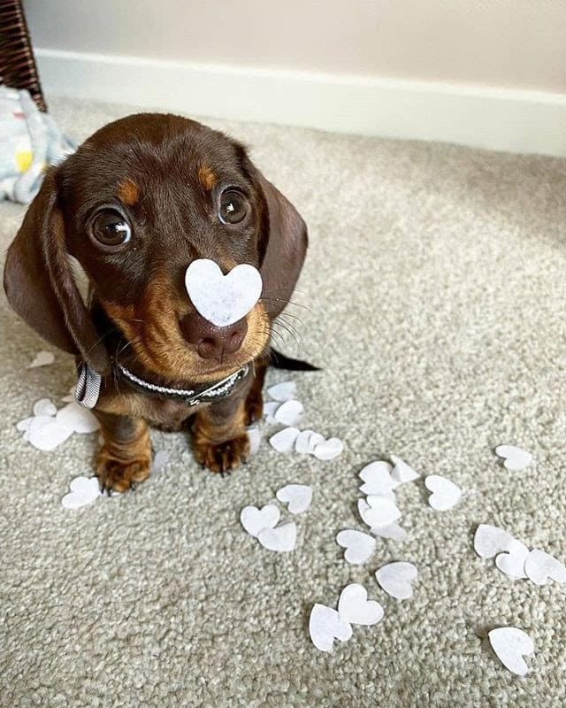 Dachshund care: keeping your pup happy and healthy