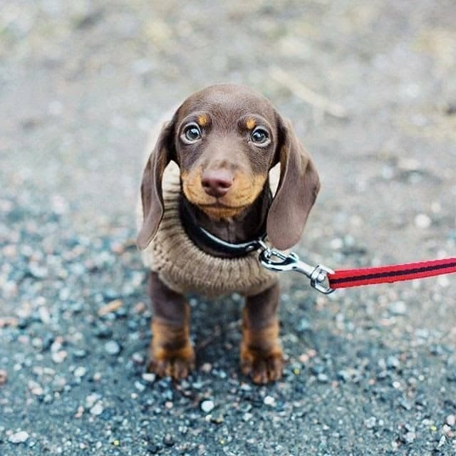 Dachshund care: keeping your pup happy and healthy