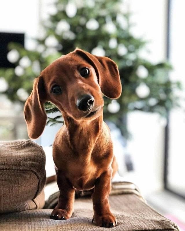 Dachshund care: keeping your pup happy and healthy