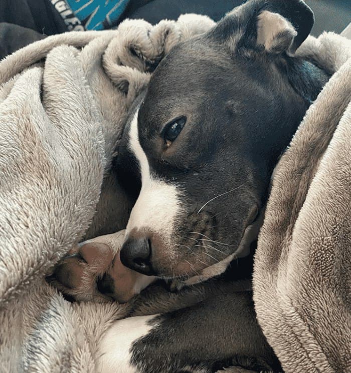 Dachshund boston terrier mix: the adorable bo-dach