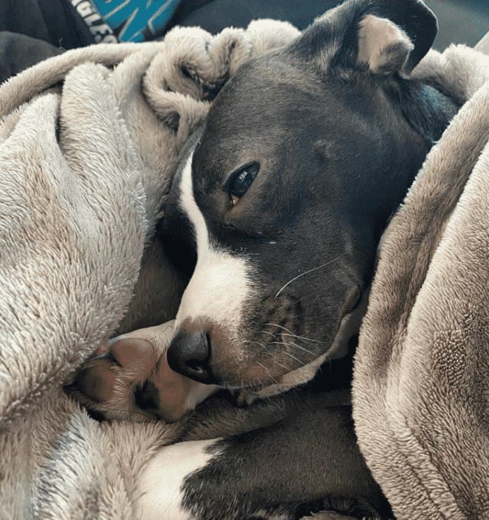 Boston terrier shop cross dachshund