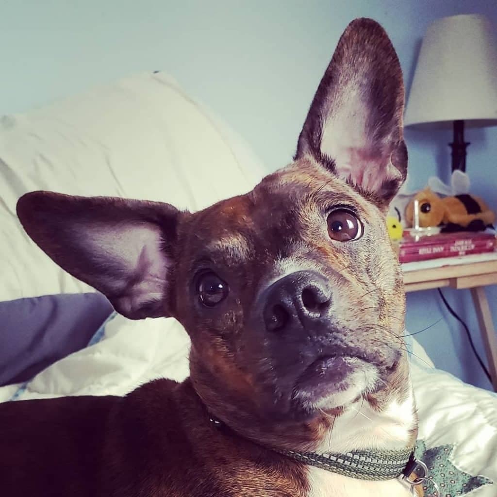 Dachshund boston terrier mix: the adorable bo-dach