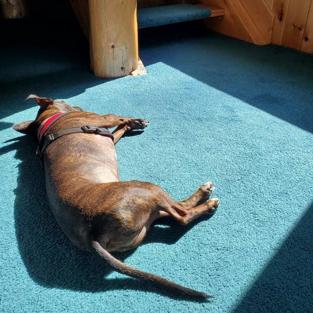 Teckel-Boston-terrier Mélange: l'adorable bo-dach