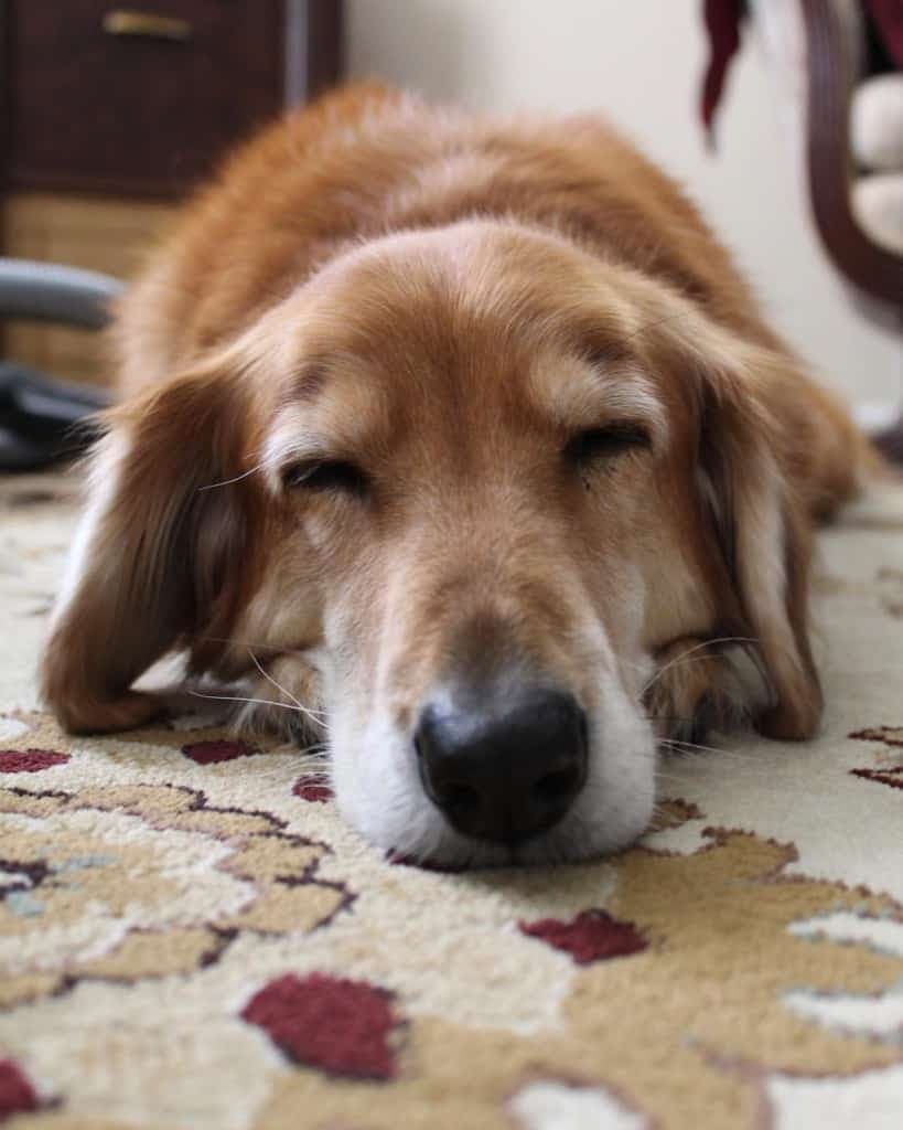 Dachshund corgis