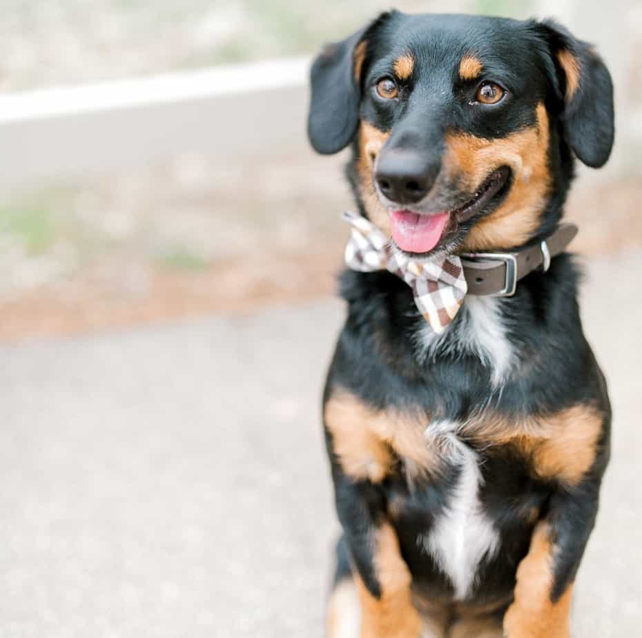 Corgi Dachshunds