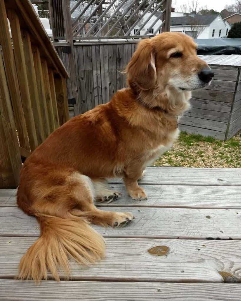 Dachshund crossed with corgi