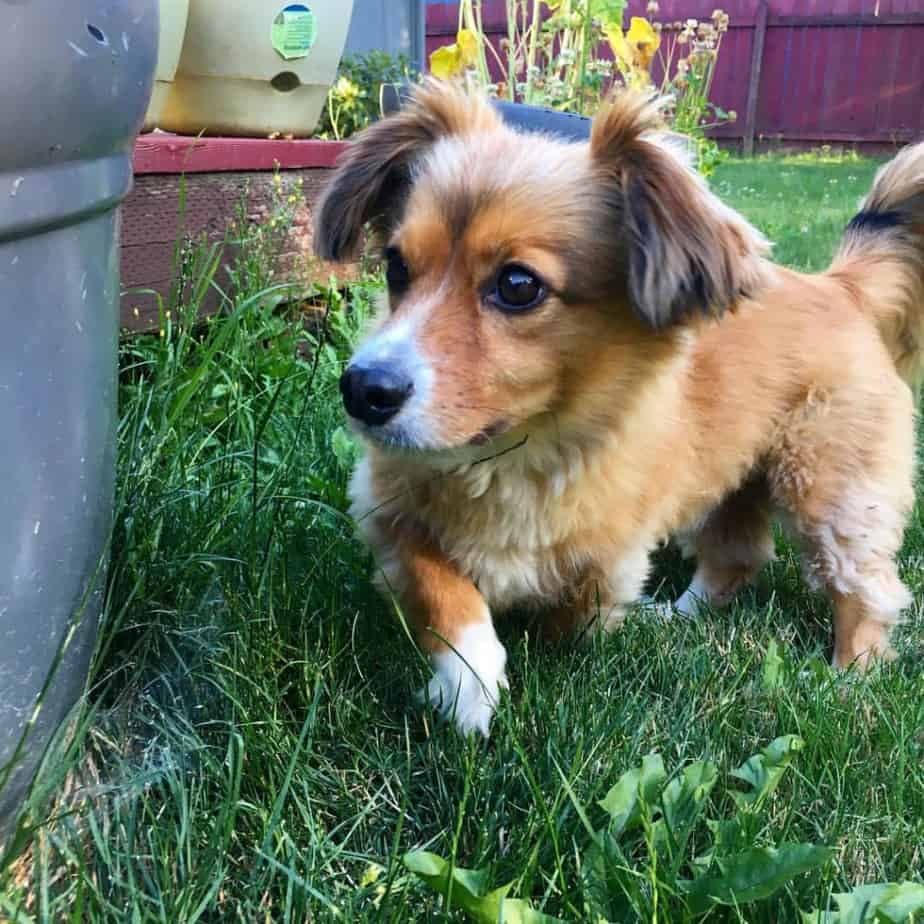 Corgi crossed with Dachshund