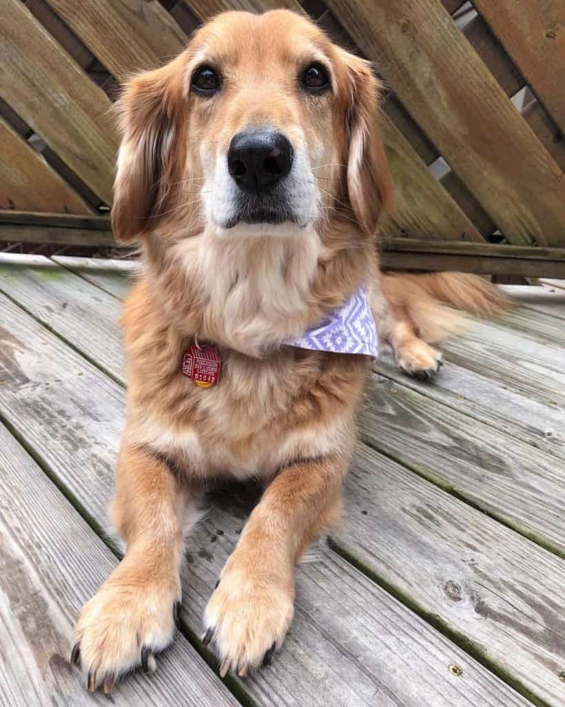 Dachshund Corgi Mix