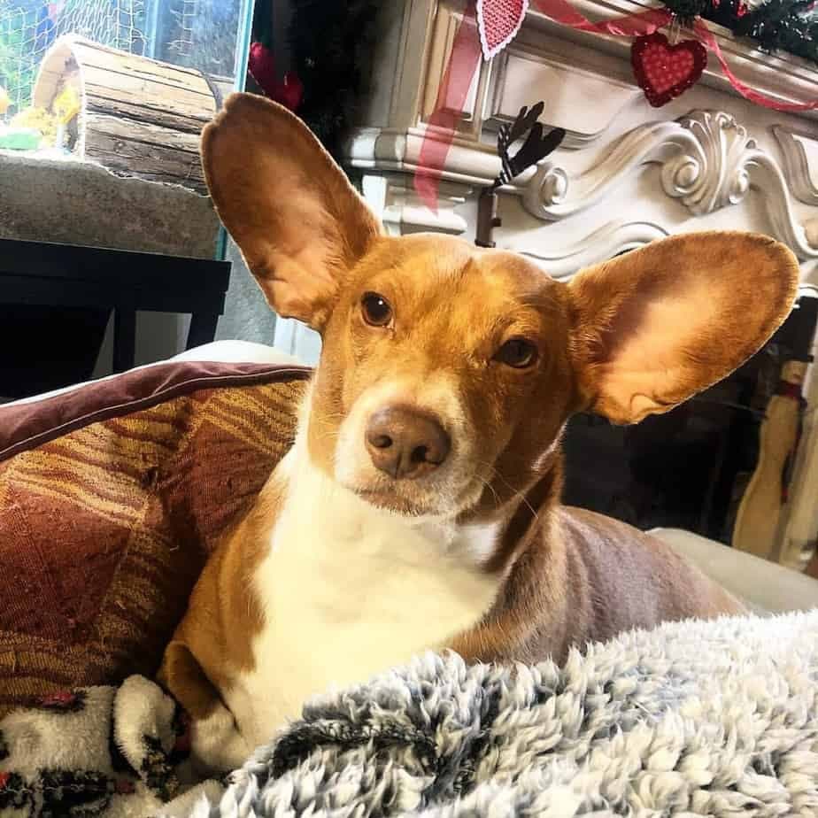 Corgi mixed with Dachshund