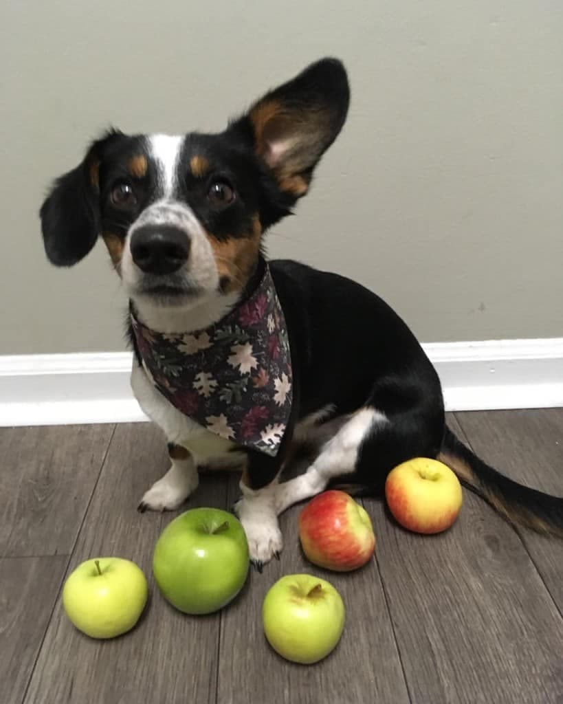 Dachshund mixed with corgi