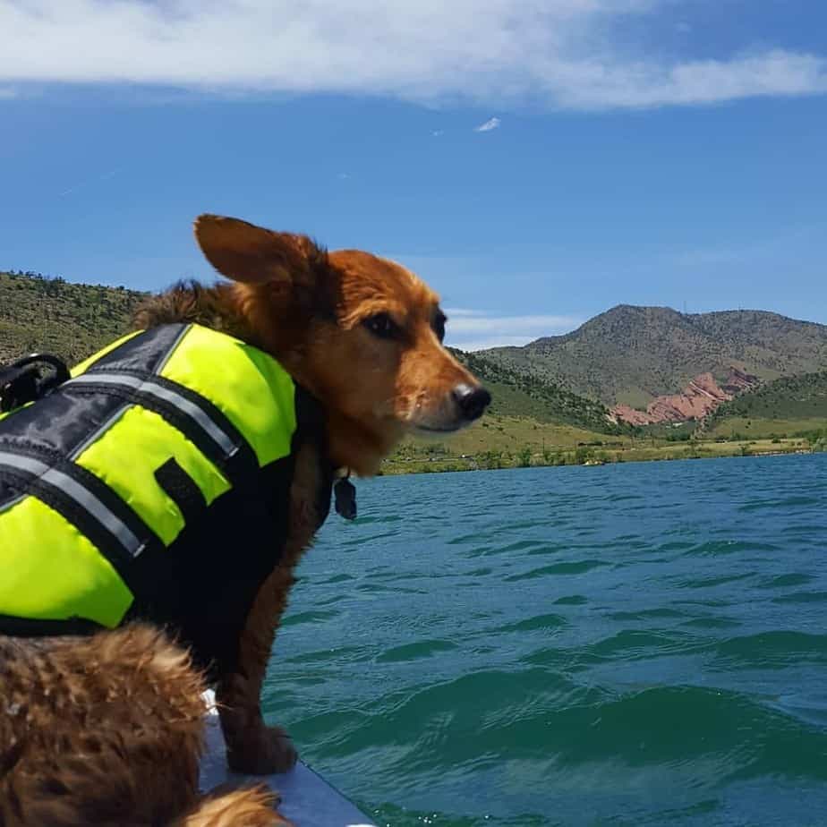 Corgi mixed with dachshund