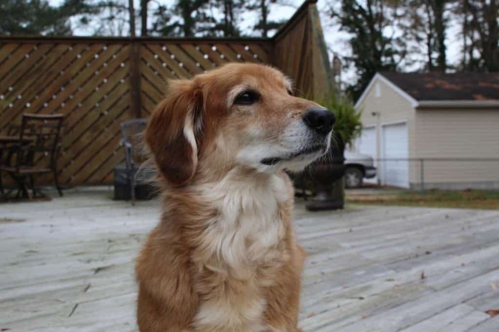 Corgi crossed with dachshund