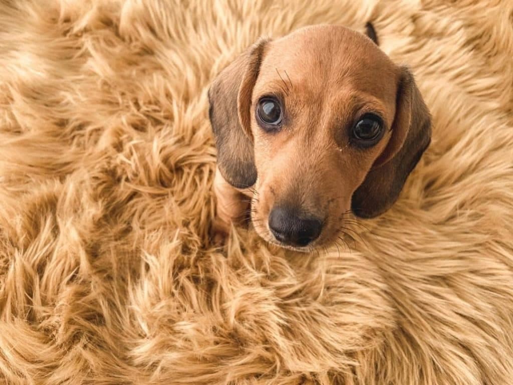 Dachshund health issues: how to care for your pup