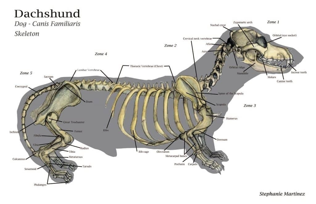 Dachshund health issues: how to care for your pup