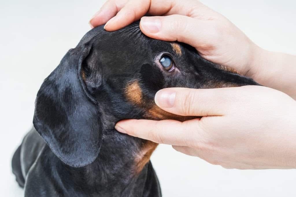 Dachshund health issues: how to care for your pup