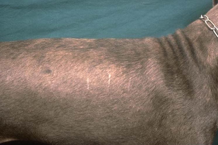Dachshund hair loss treatment outlet