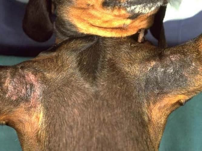 Dachshund health issues: how to care for your pup
