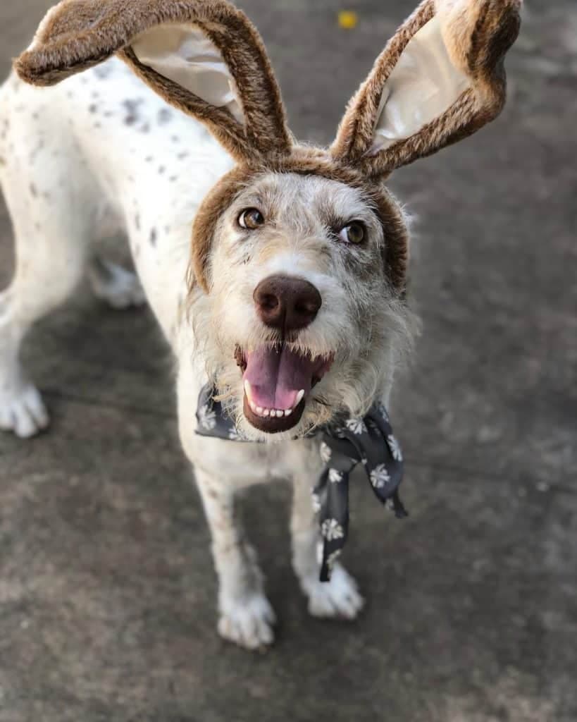 Poodle Dalmatian Mix