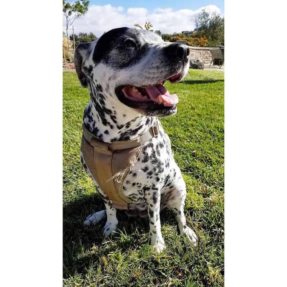 Bull mastiff dalmatian mix